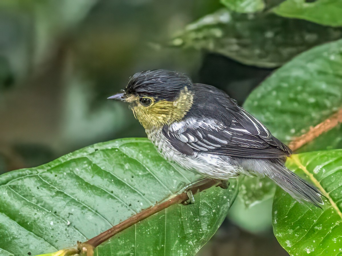 Barred Becard - ML642348833