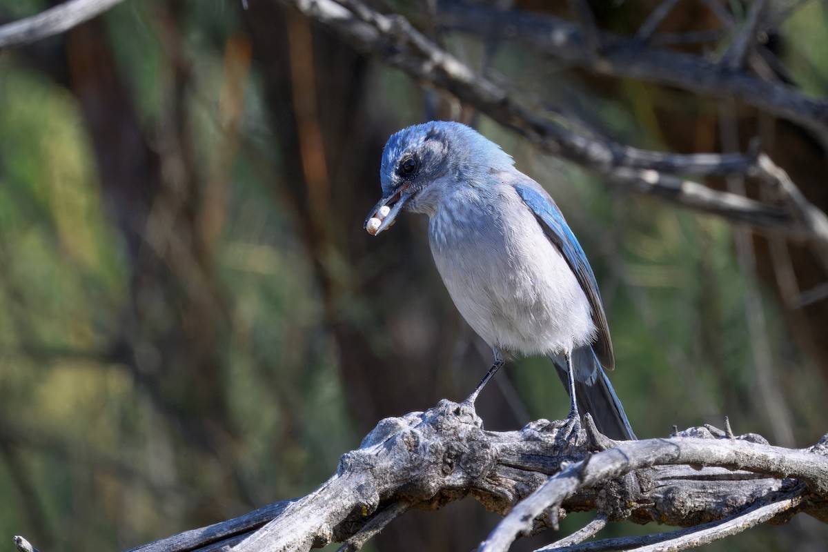 Woodhouse's Scrub-Jay - ML642348834
