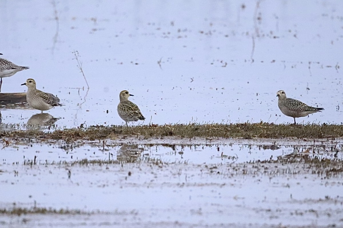 American Golden-Plover - ML642348835