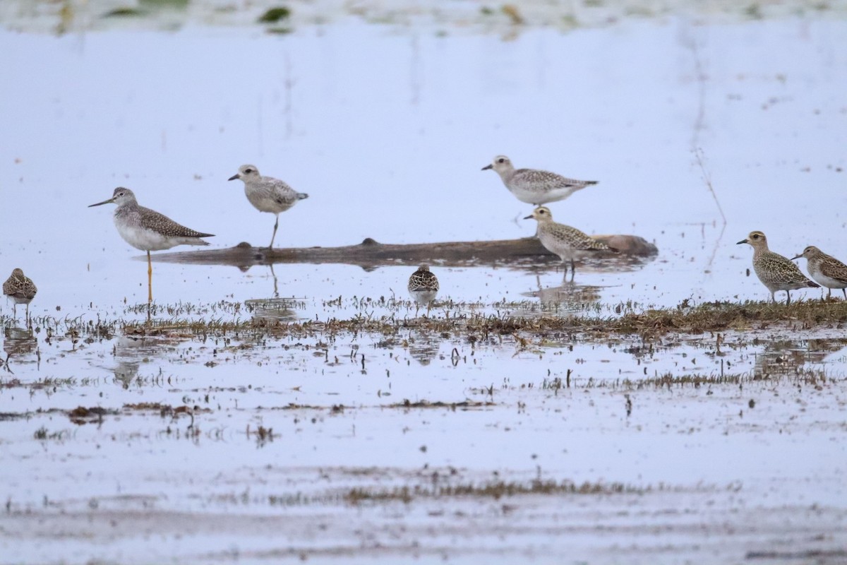 American Golden-Plover - ML642348836
