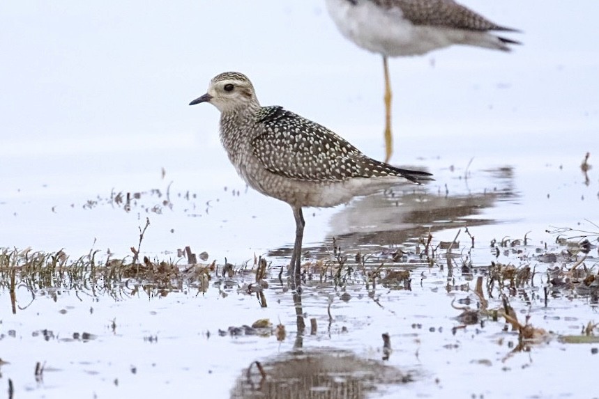 American Golden-Plover - ML642348837