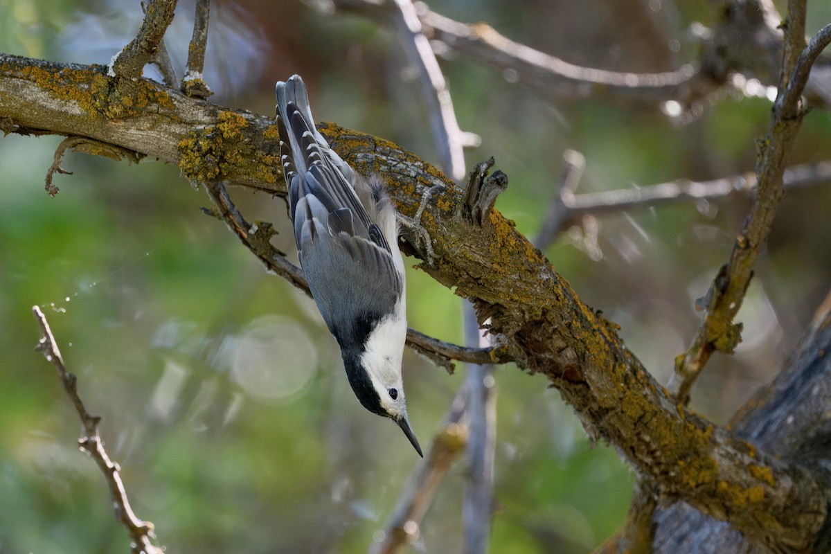 White-breasted Nuthatch - ML642348842