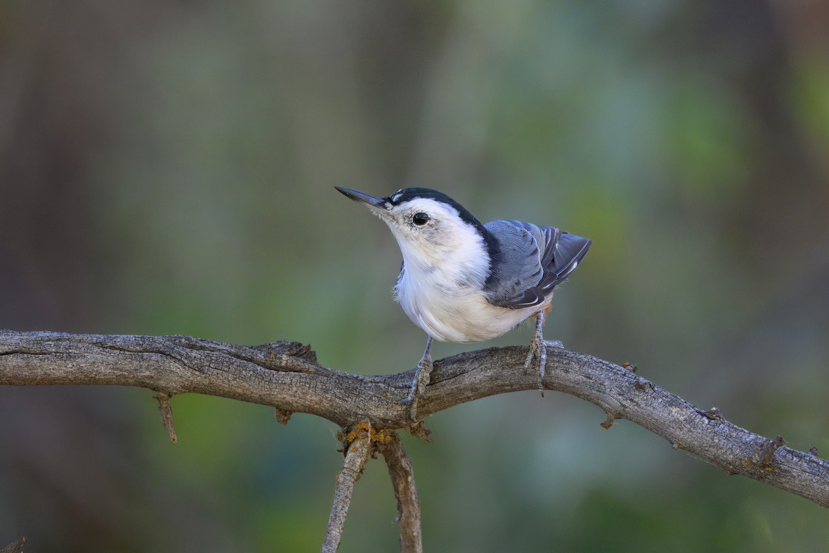 White-breasted Nuthatch - ML642348843