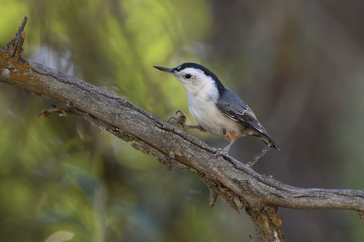 White-breasted Nuthatch - ML642348845