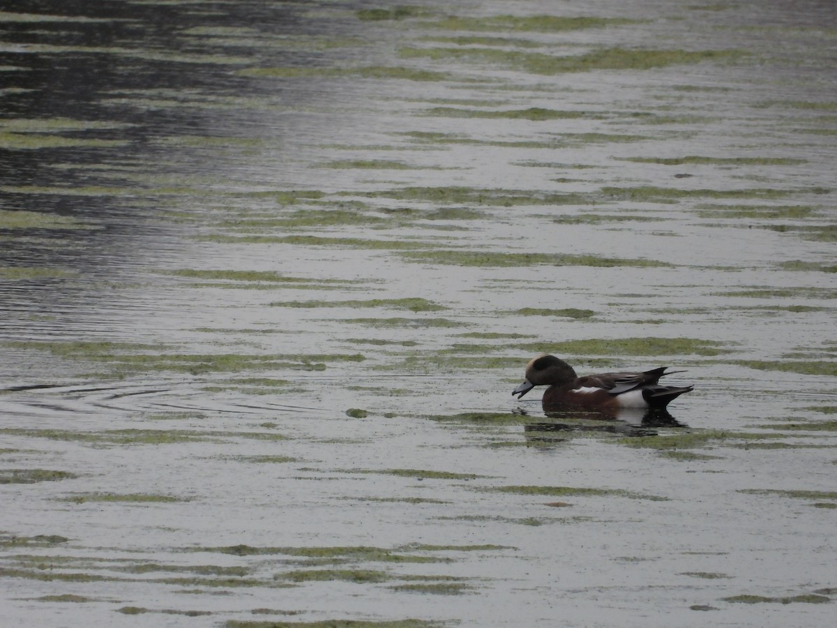 American Wigeon - ML642348860