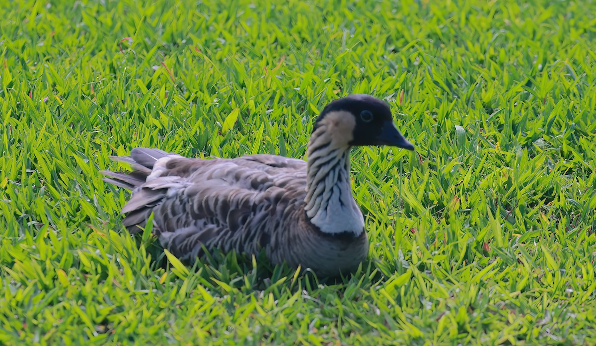 Hawaiian Goose - ML642348885