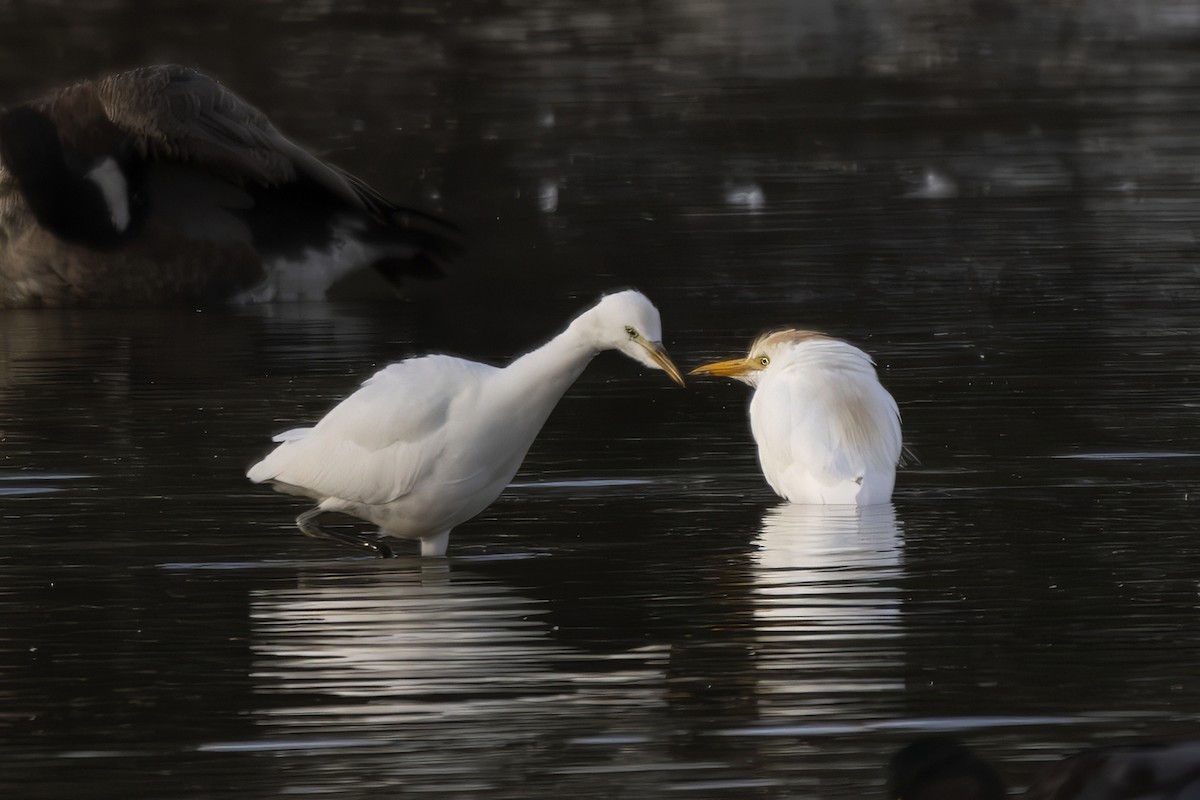 Western Cattle-Egret - ML642348886