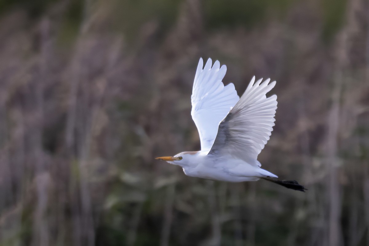 Western Cattle-Egret - ML642348888