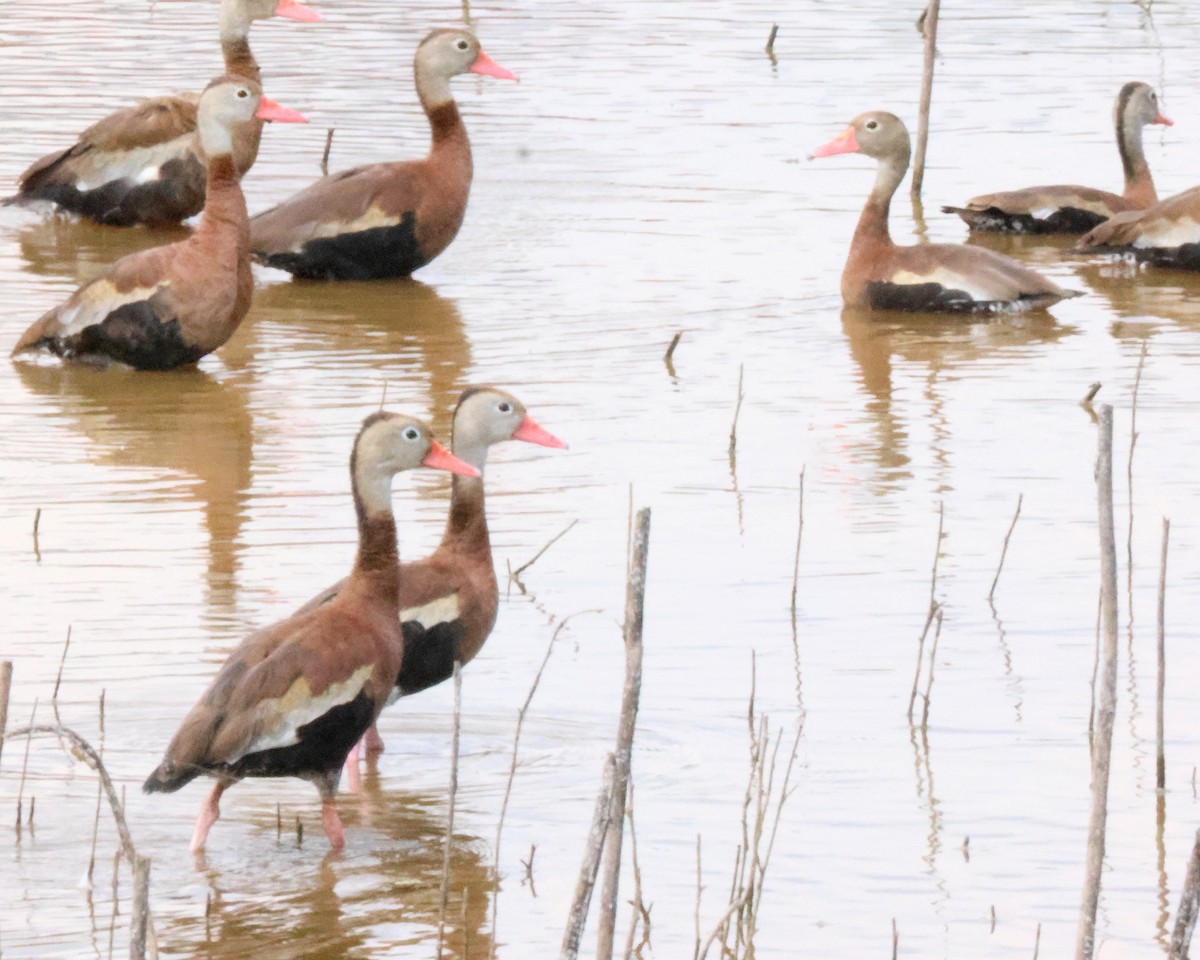 Black-bellied Whistling-Duck - ML642348893