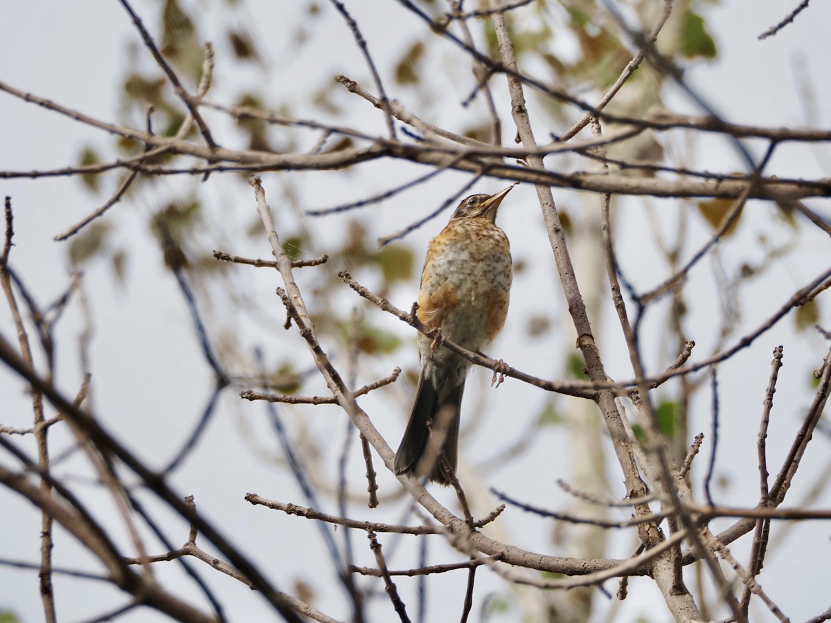 American Robin - ML642348920