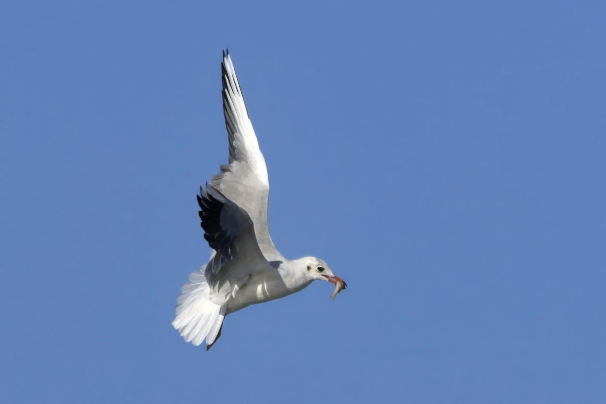 Black-headed Gull - ML642348925