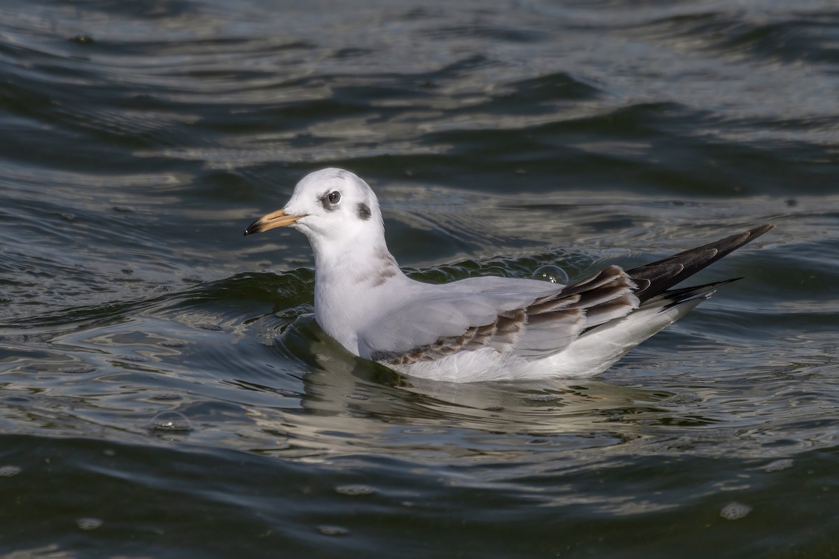 Black-headed Gull - ML642348926
