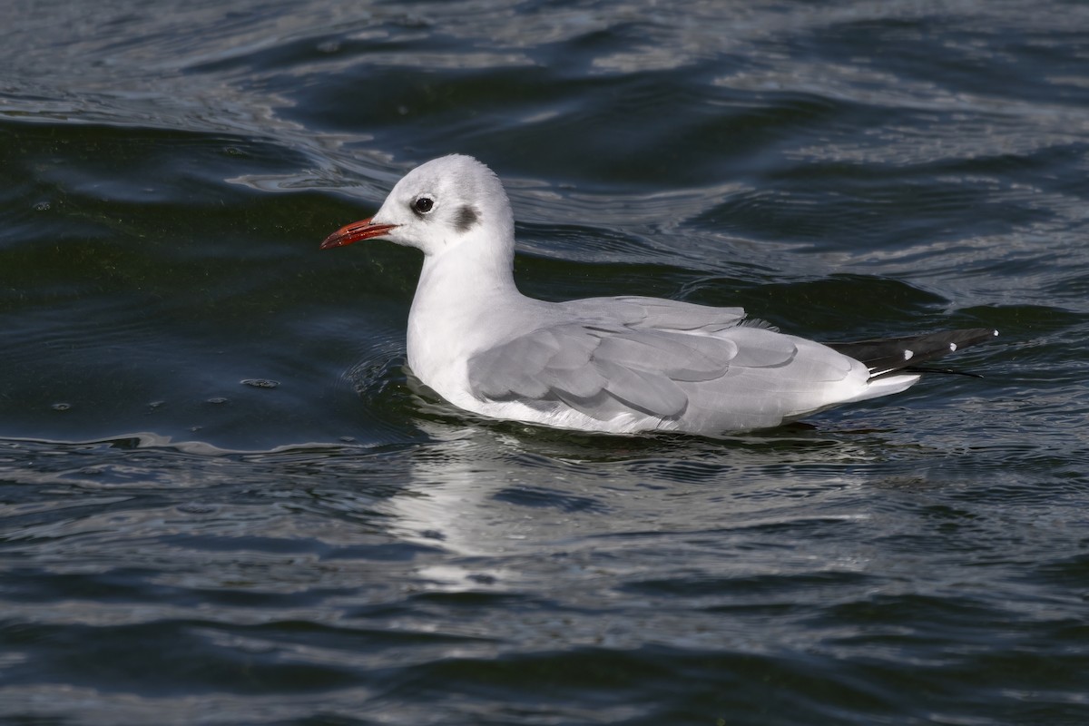 Black-headed Gull - ML642348927
