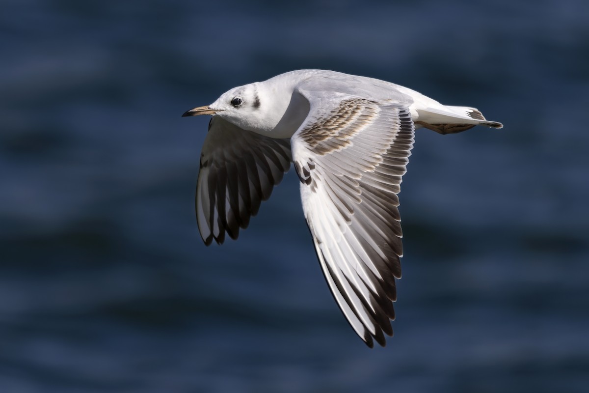 Black-headed Gull - ML642348928