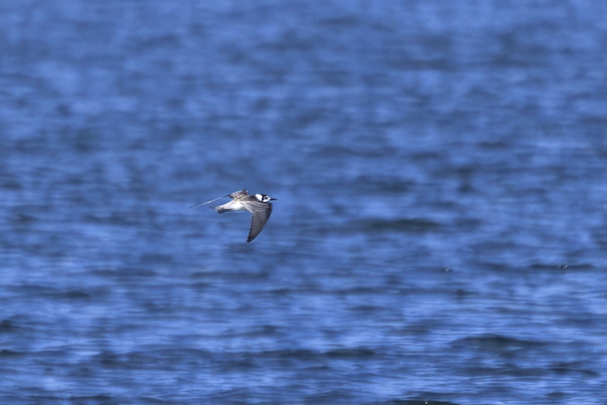 Black Tern - ML642348948