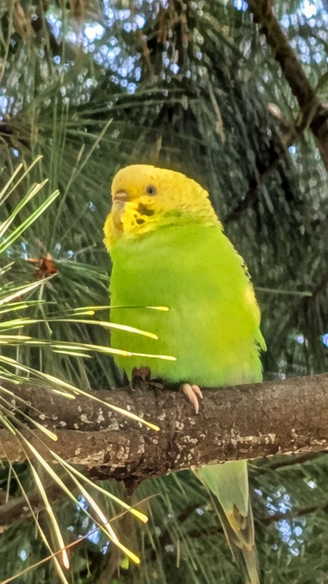 Budgerigar - ML642348953