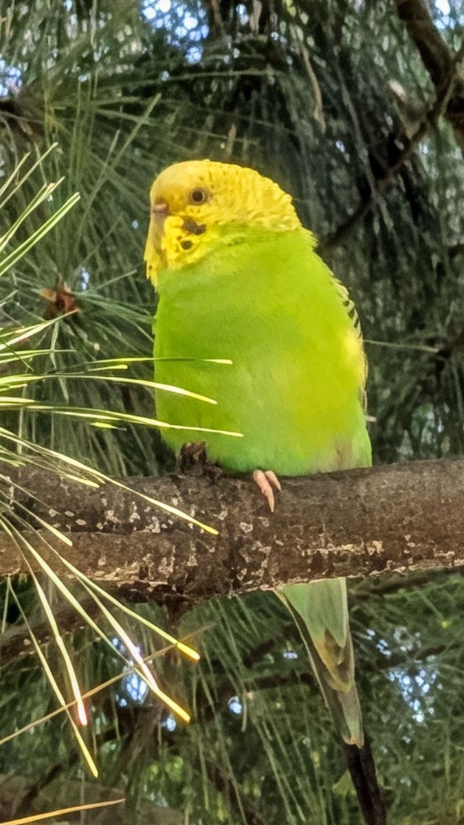 Budgerigar - ML642348954
