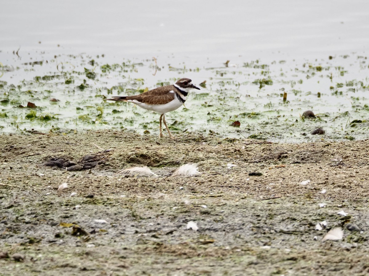 Killdeer - ML642348958