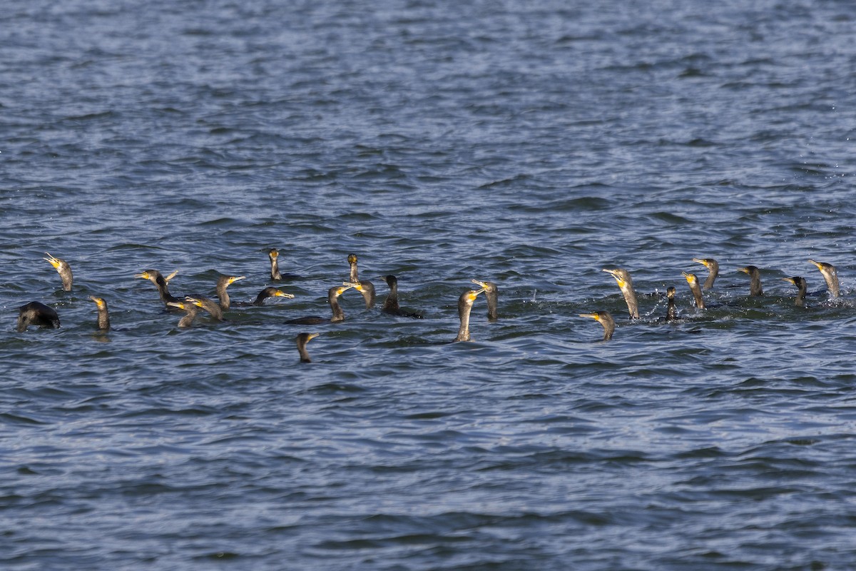Great Cormorant - ML642348961