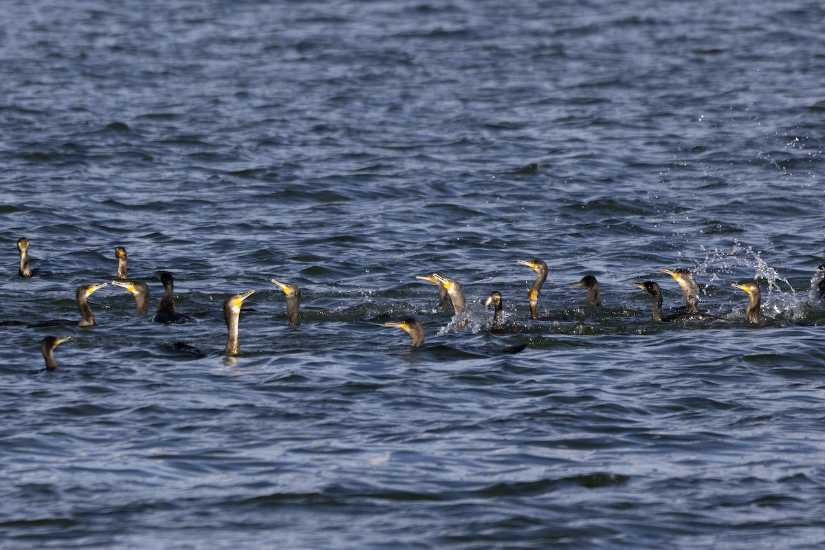 Great Cormorant - ML642348962