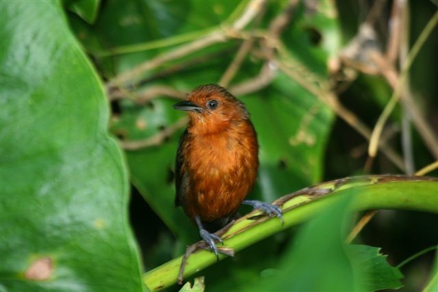 Blackish Antbird - ML642348964