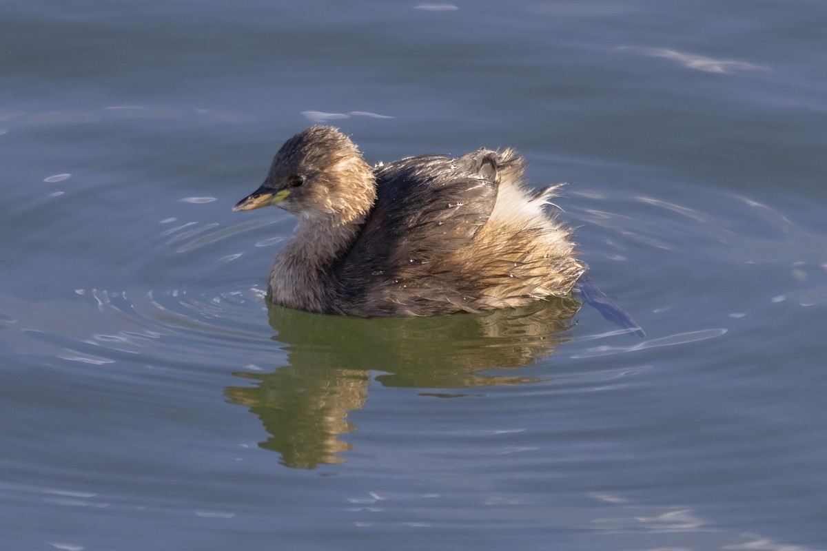 Little Grebe - ML642348970