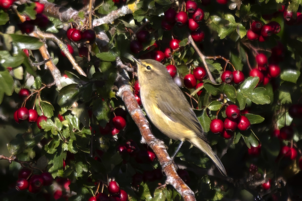 Common Chiffchaff - ML642348975