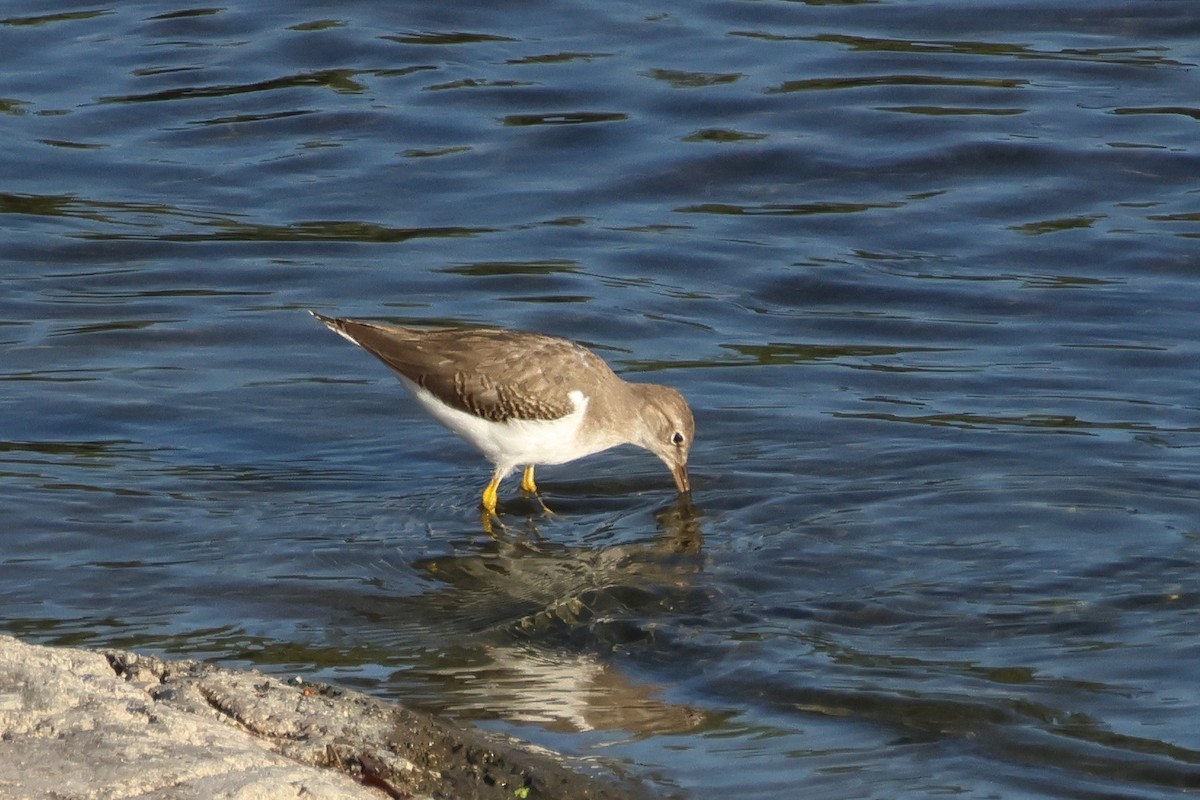 Spotted Sandpiper - ML642348978