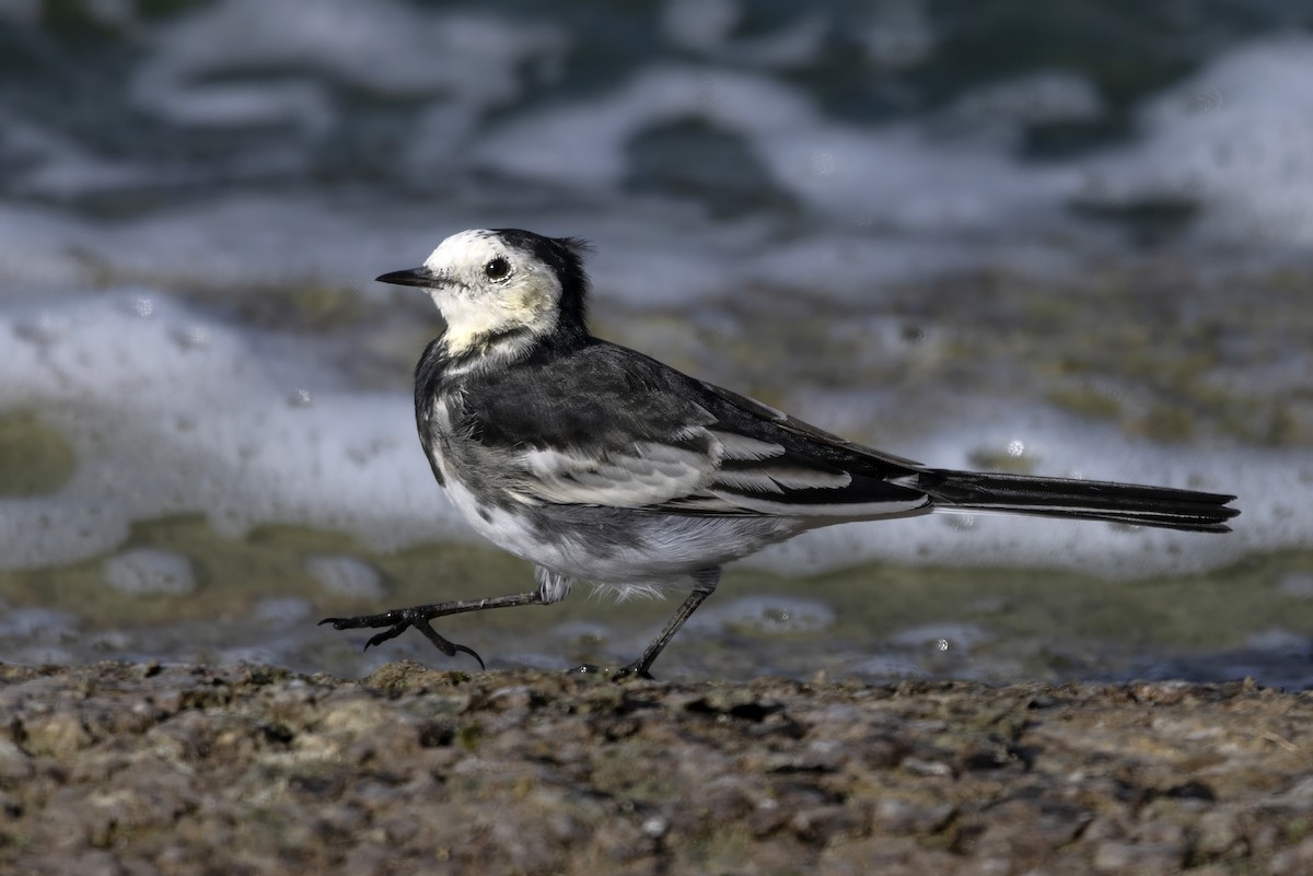 White Wagtail - ML642348985