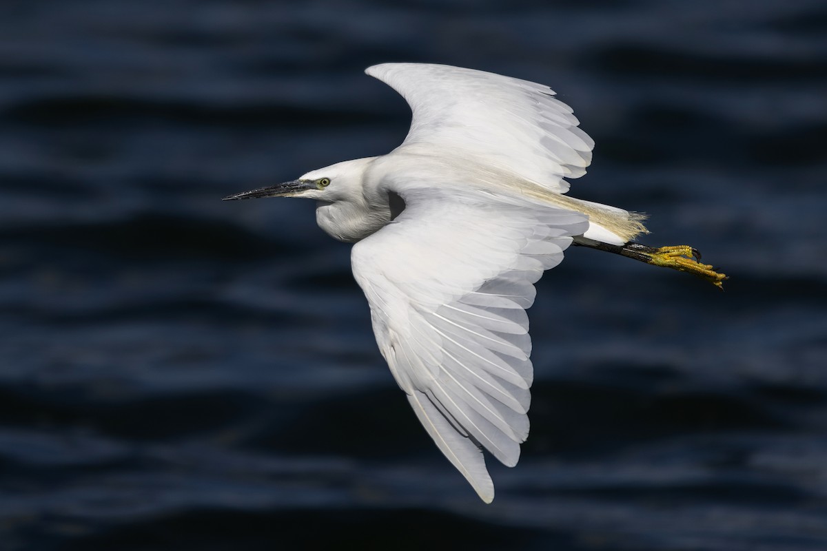 Little Egret - ML642348991