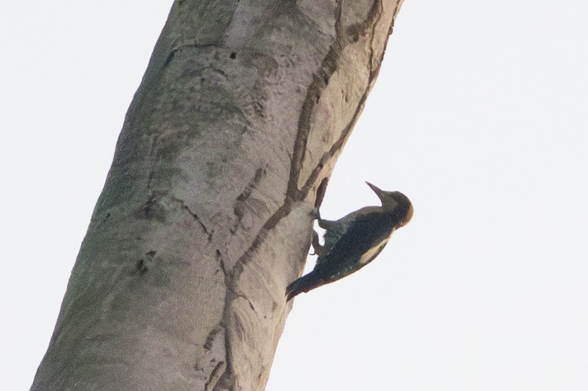 Golden-naped Woodpecker - ML642348992