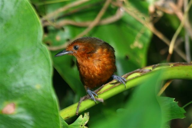 Blackish Antbird - ML642348993