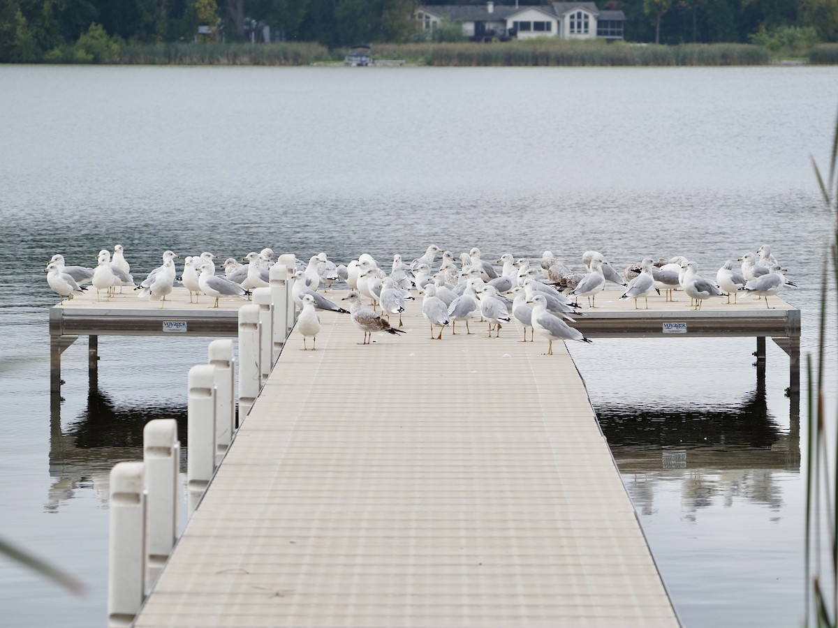 Ring-billed Gull - ML642348994