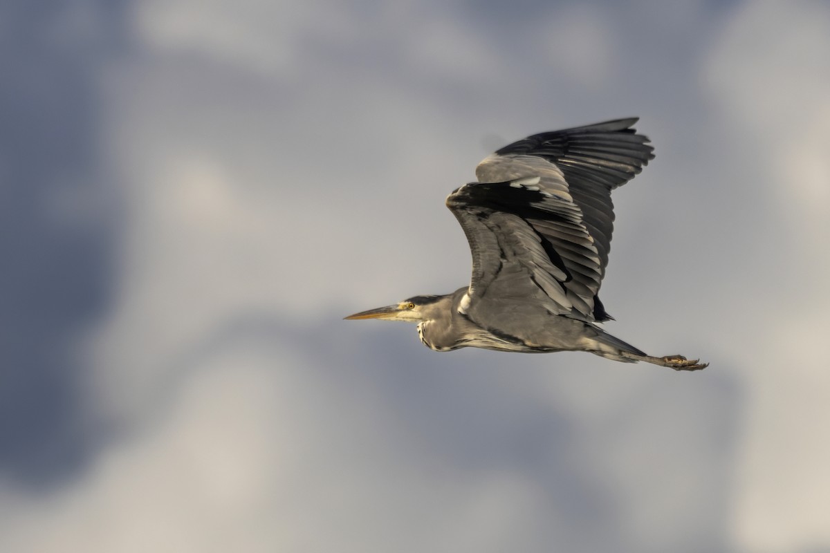 Gray Heron - ML642348996
