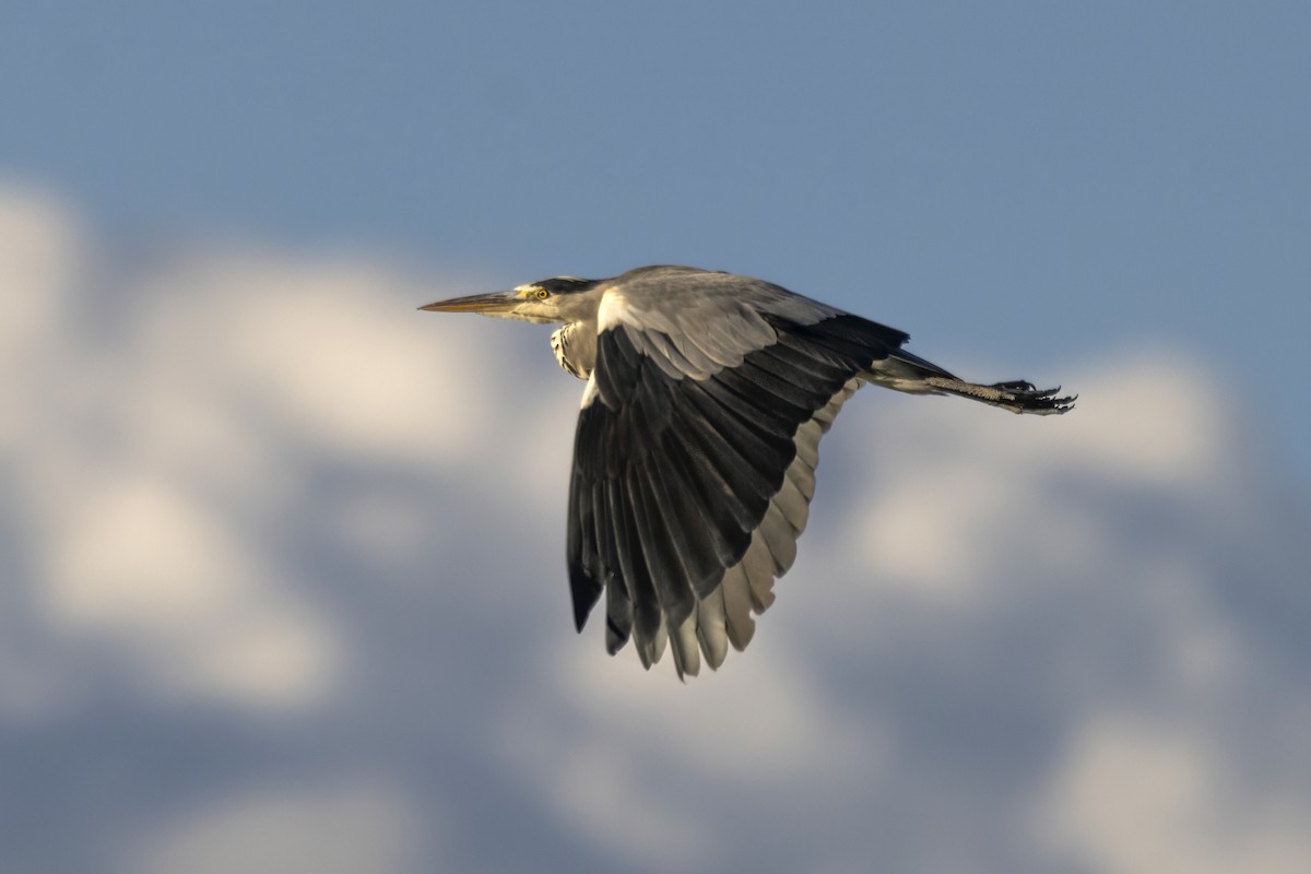 Gray Heron - ML642348997