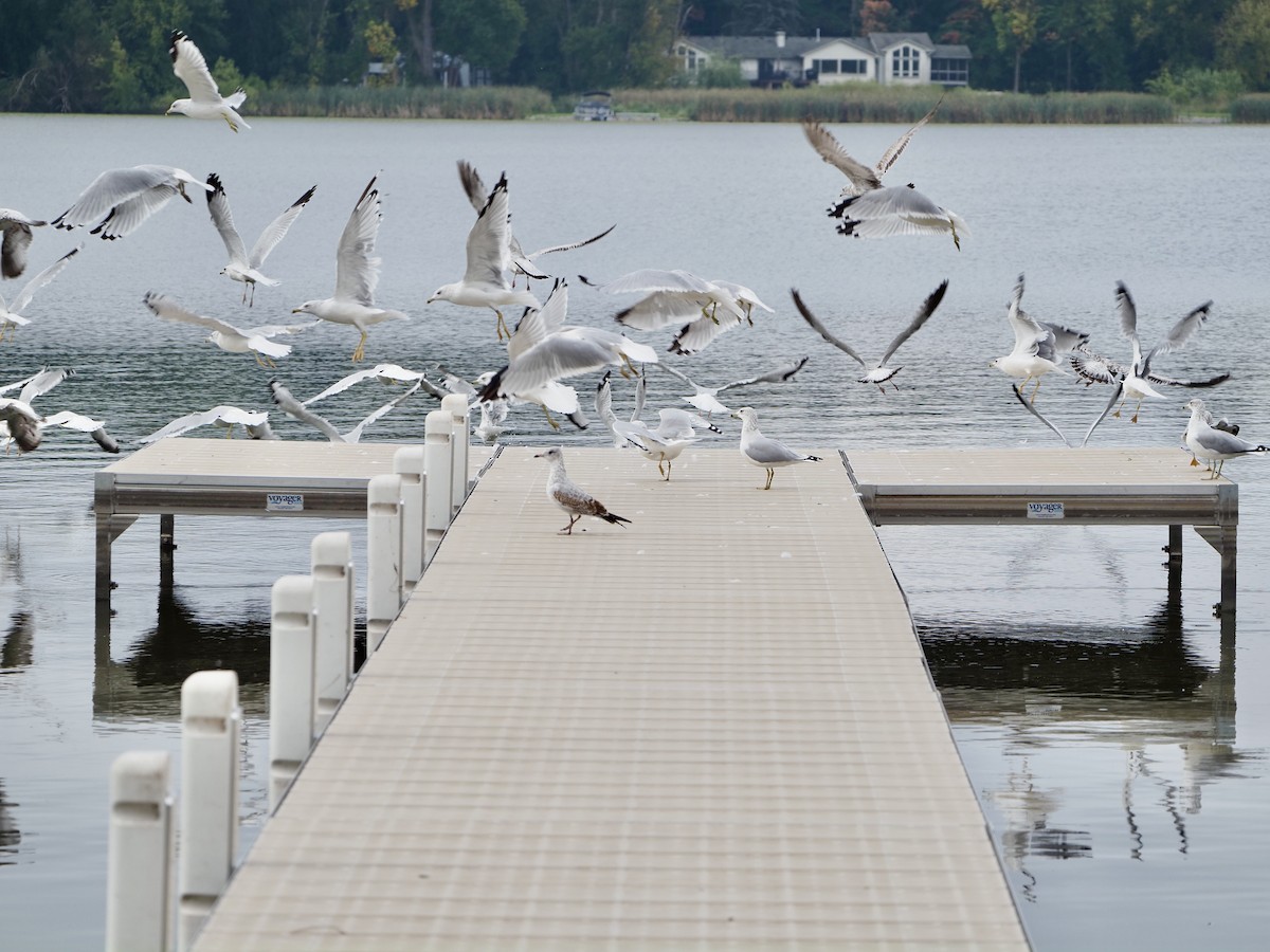 Ring-billed Gull - ML642349000