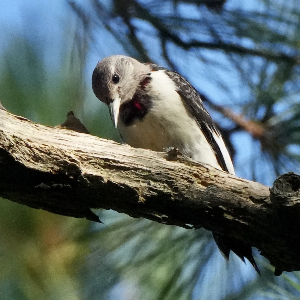 Red-headed Woodpecker - ML642349001