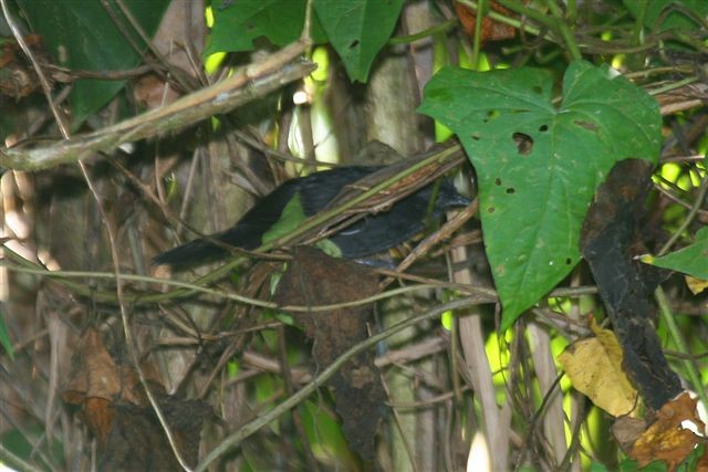 Blackish Antbird - ML642349002
