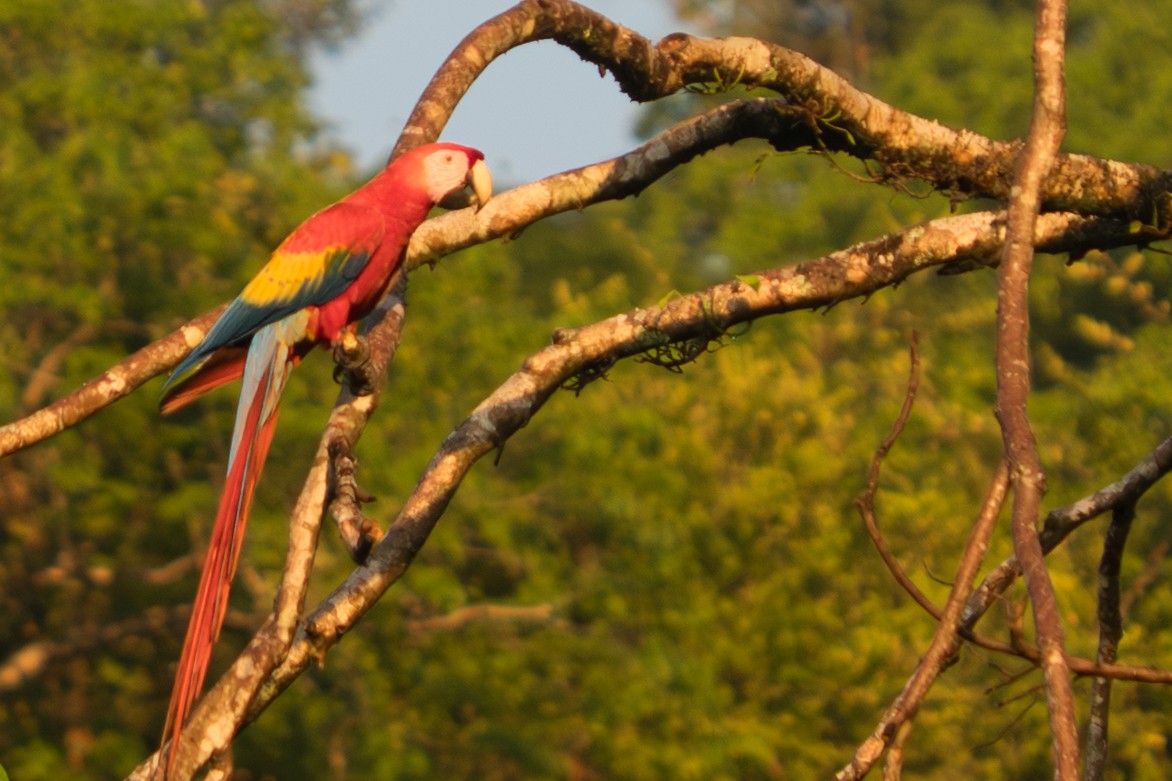Scarlet Macaw - ML642349003