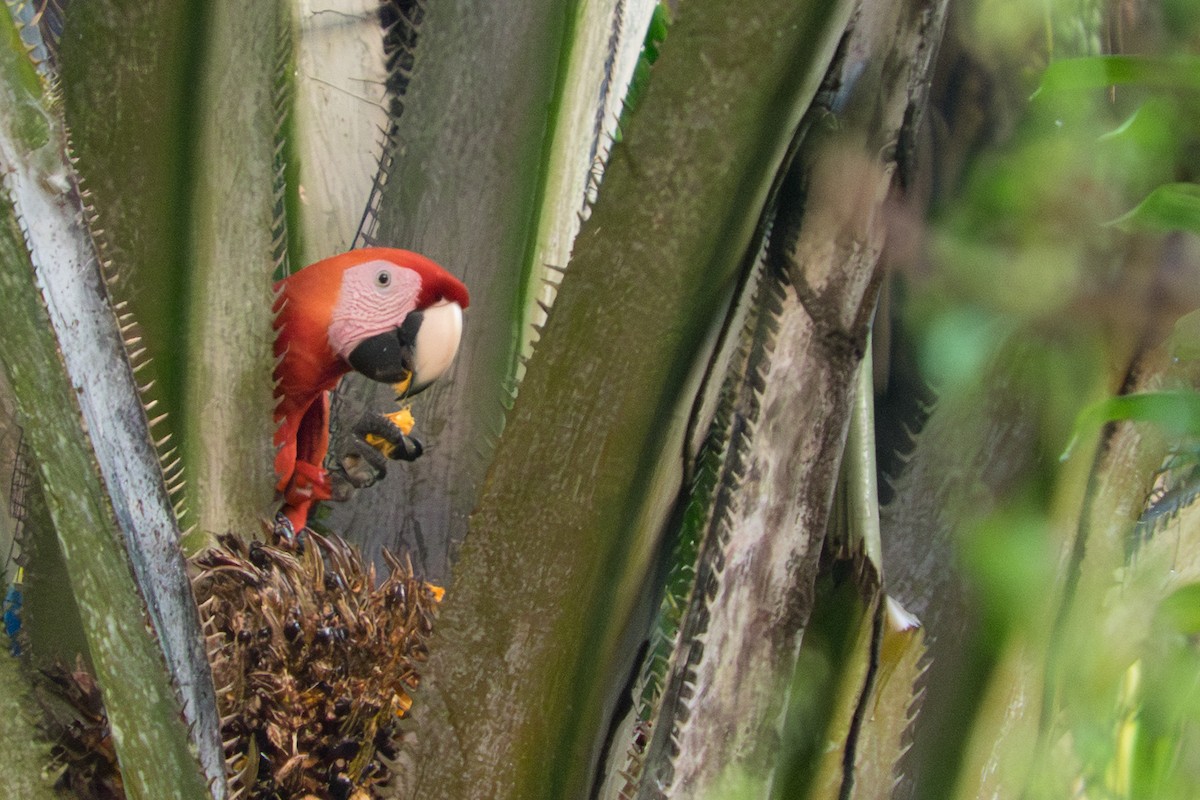 Scarlet Macaw - ML642349004