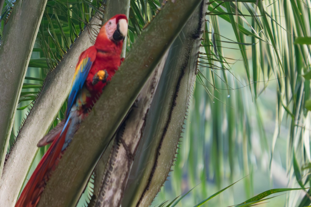 Scarlet Macaw - ML642349005