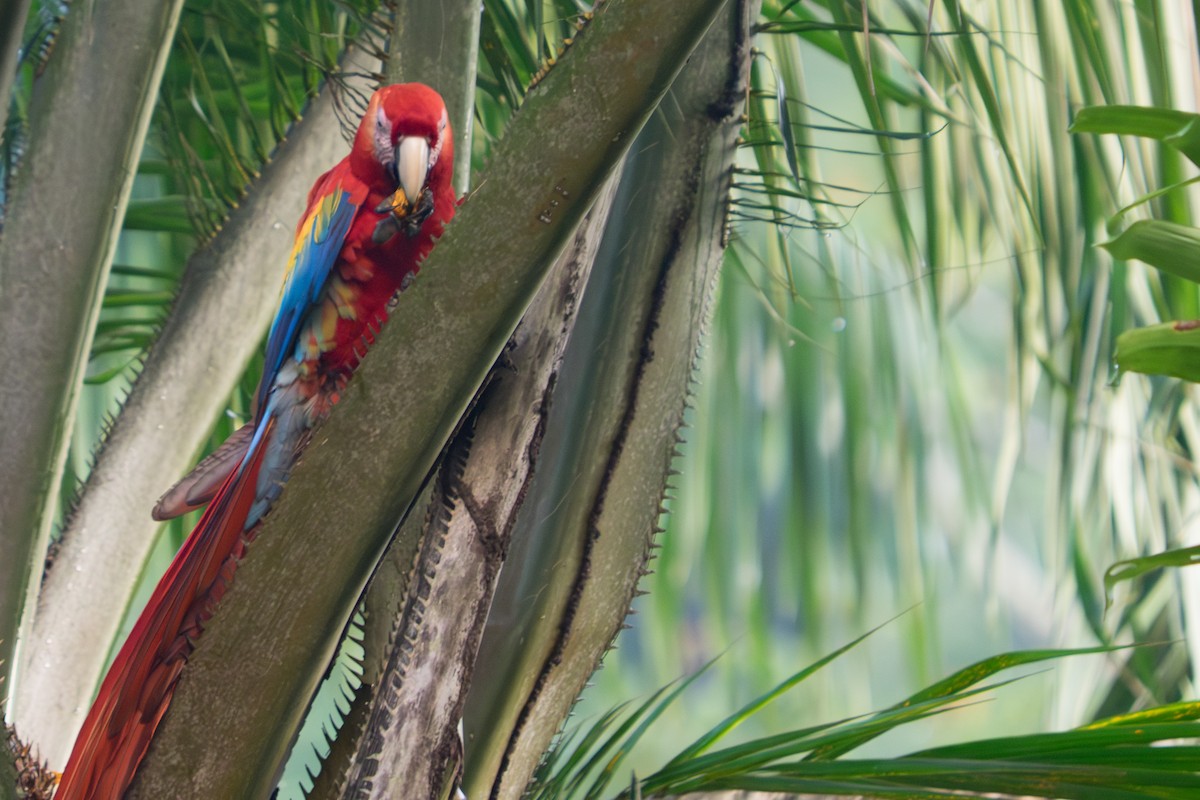 Scarlet Macaw - ML642349006
