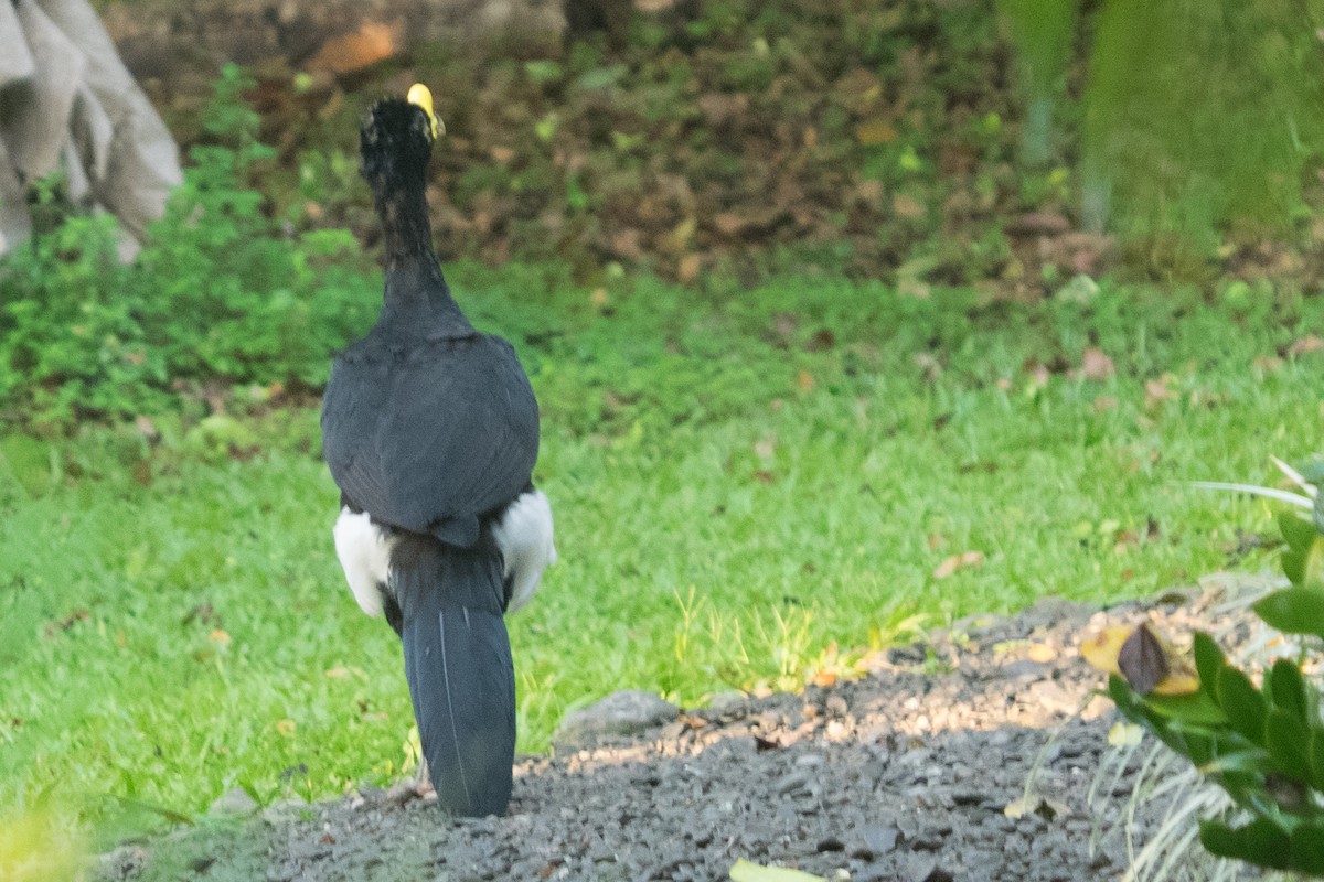 Great Curassow - ML642349013