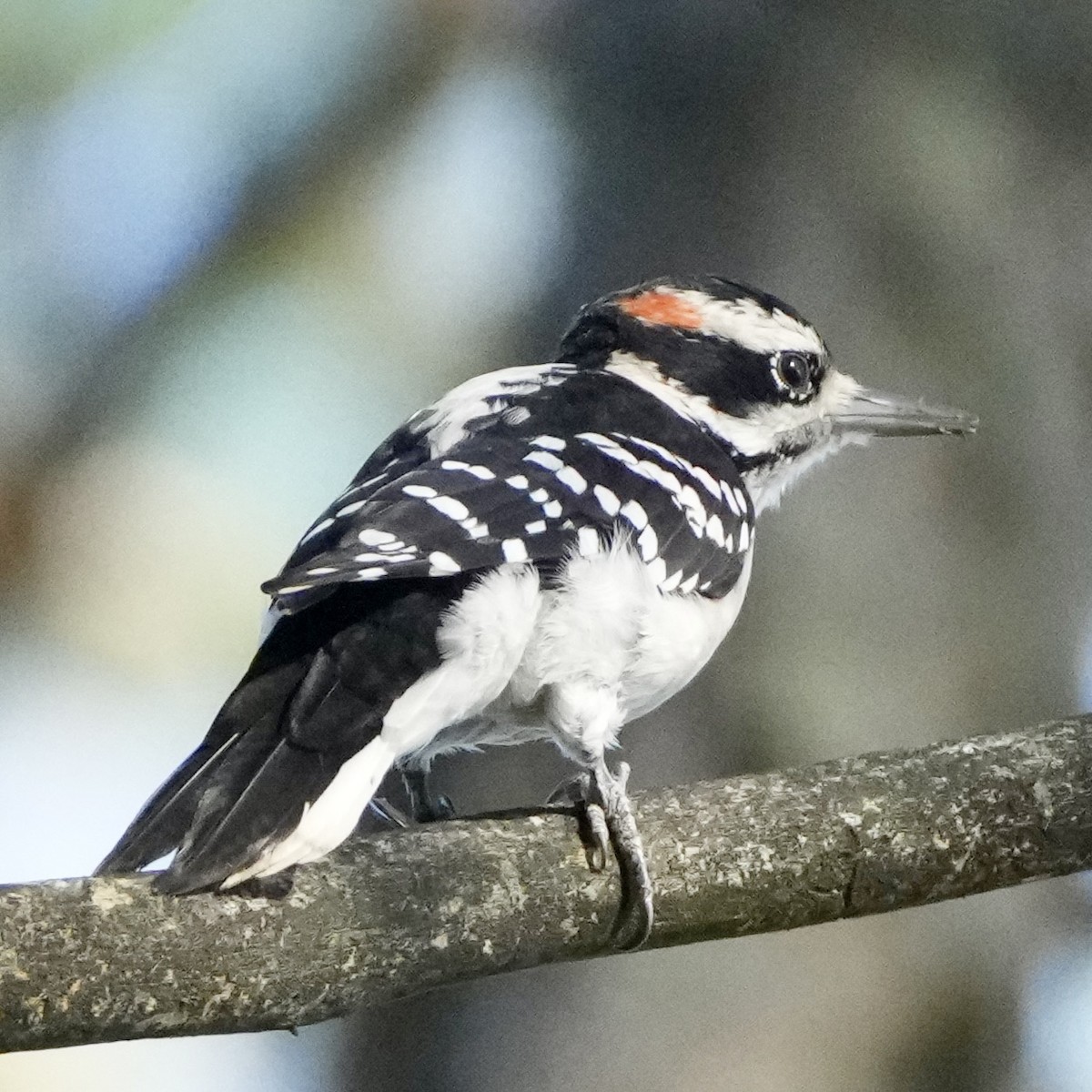 Hairy Woodpecker - ML642349014