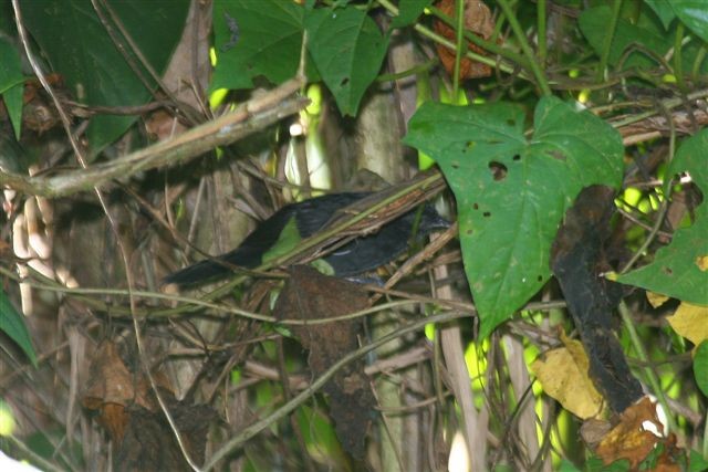 Blackish Antbird - ML642349016