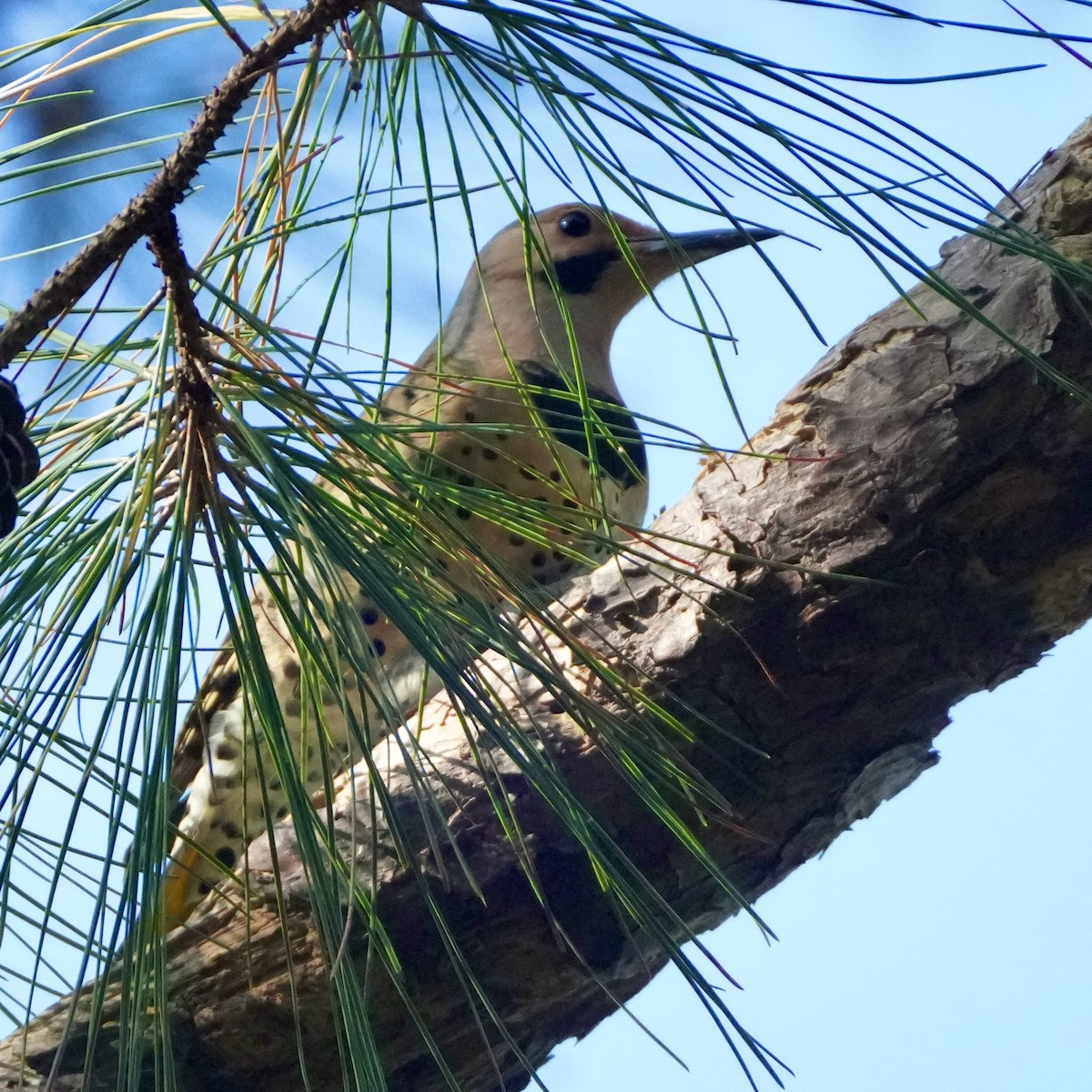Northern Flicker - ML642349018