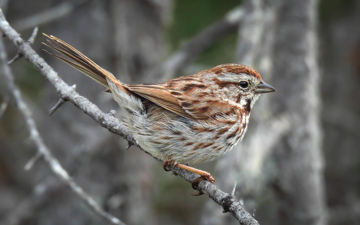 Song Sparrow - ML642349032