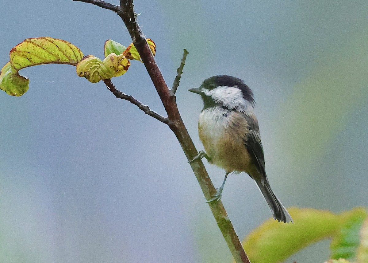 Black-capped Chickadee - ML642349043