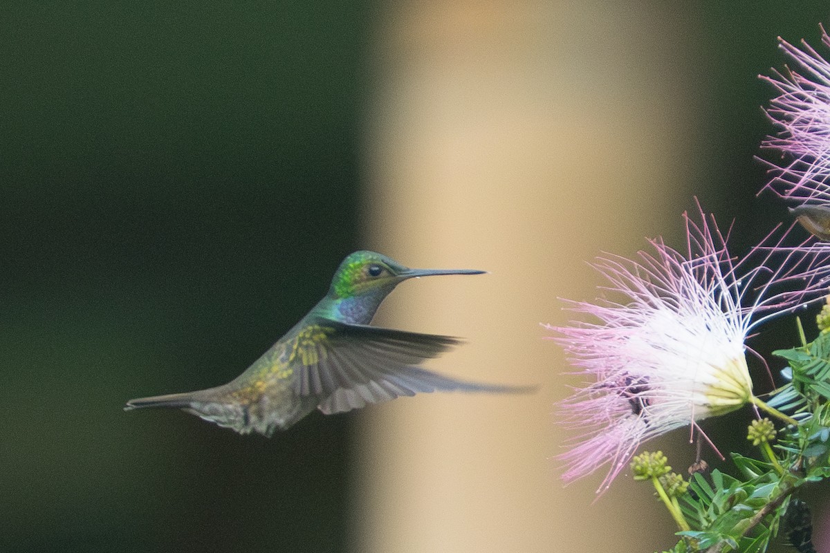 Charming Hummingbird - ML642349044