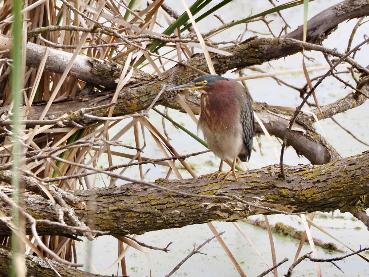 Green Heron - ML642349047